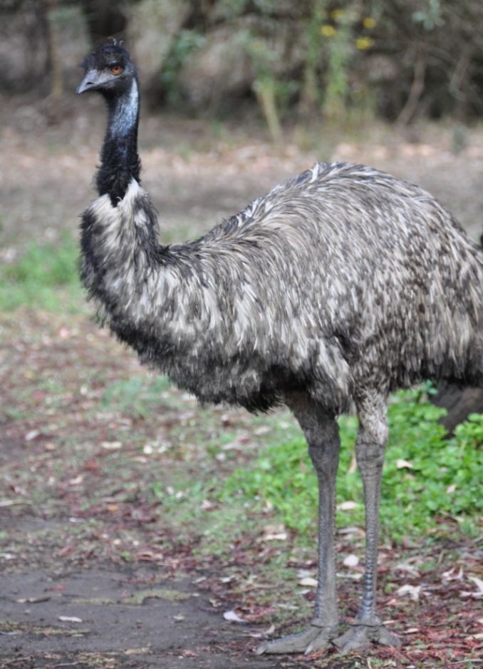 Cassowary