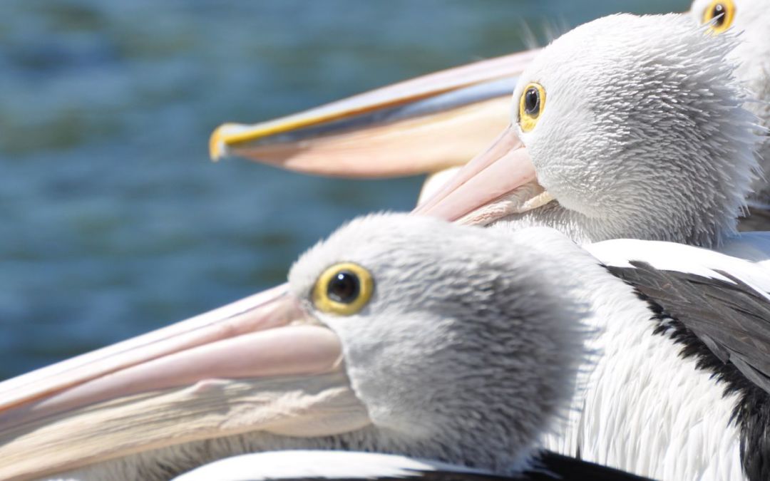 Gli animali dei miei viaggi in Australia