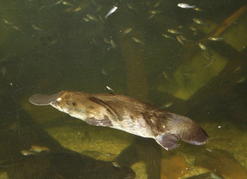 Platypus