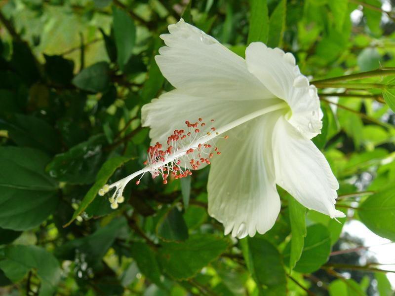 fiore Camiguin