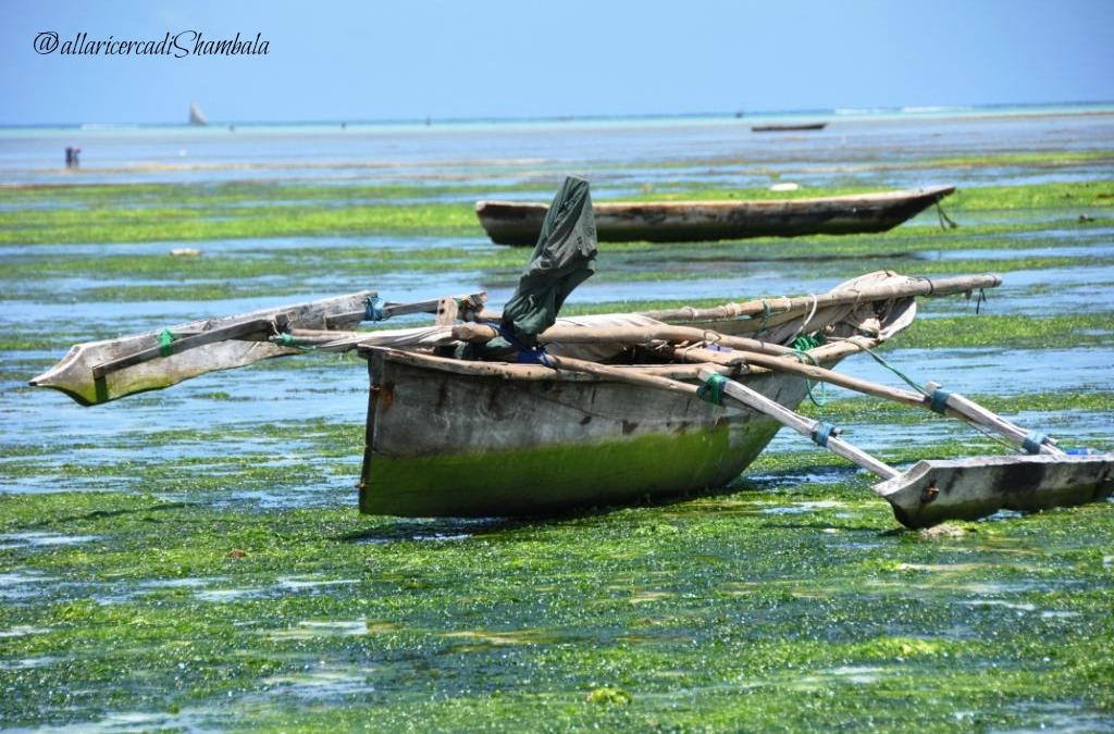 Tanzania: i dhow di Zanzibar