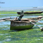 Tanzania: i dhow di Zanzibar