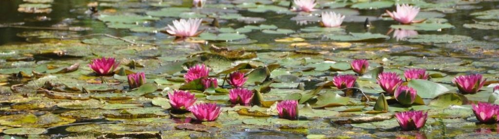 Valeggio sul Mincio (Verona): il Parco Giardino Sigurtà