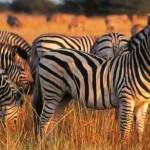 Sudafrica: come fare un safari nel Kruger National Park