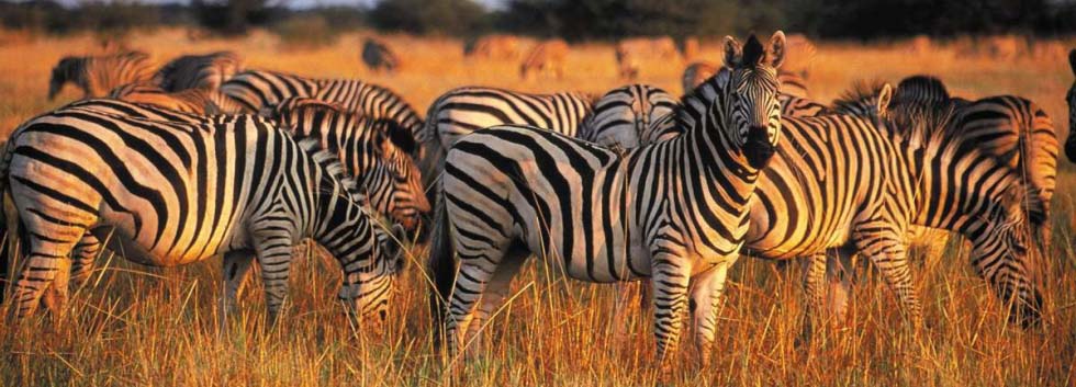 Sudafrica: come fare un safari nel Kruger National Park