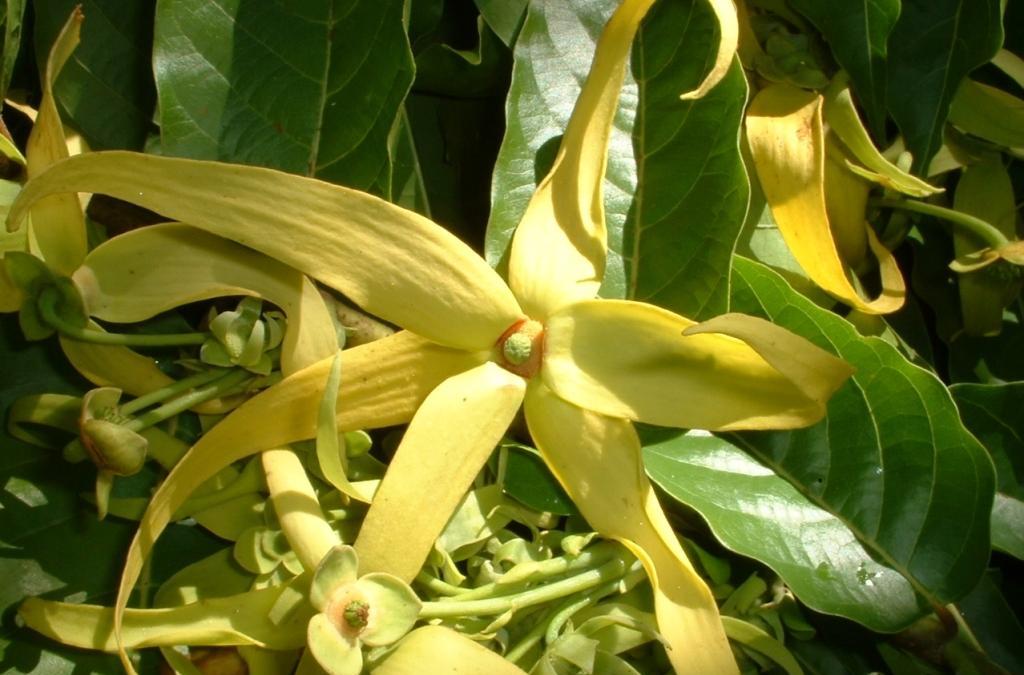 I fiori e gli alberi dei miei viaggi: Zanzibar (Tanzania)