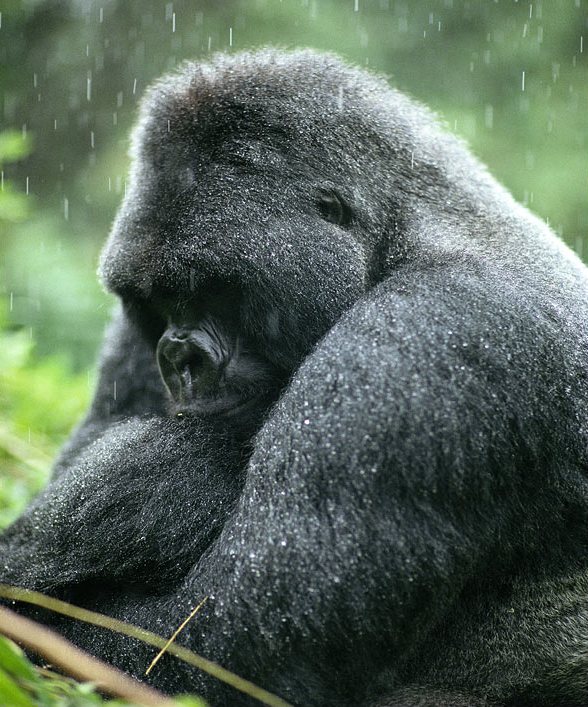 foto gorilla ph. Michael Nichols