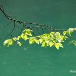 Croazia: il Parco Nazionale dei laghi di Plitvice