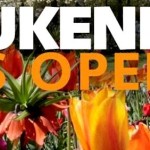 Olanda: giardino botanico Keukenhof, un tuffo nella cromoterapia