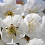 Marostica: i ciliegi in fiore e l’arte dei bonsai