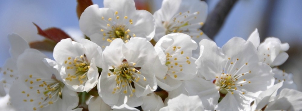 Marostica: i ciliegi in fiore e l’arte dei bonsai