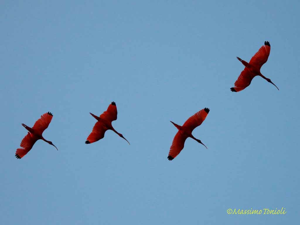 delta-parnaiba-ibis-rossi-1