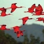 Brasile: vedere gli ibis scarlatti sul Delta do Parnaíba al tramonto