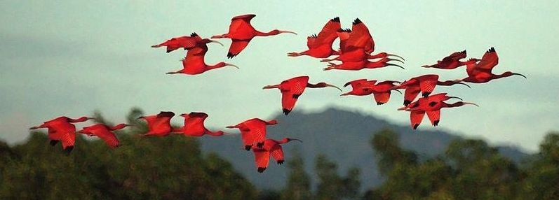 Brasile: vedere gli ibis scarlatti sul Delta do Parnaíba al tramonto