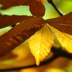 Dove vedere il foliage autunnale in Italia: Giardini di Castel Trauttmansdorff a Merano