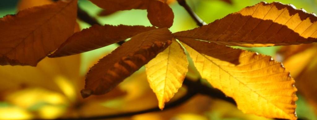 Dove vedere il foliage autunnale in Italia: Giardini di Castel Trauttmansdorff a Merano