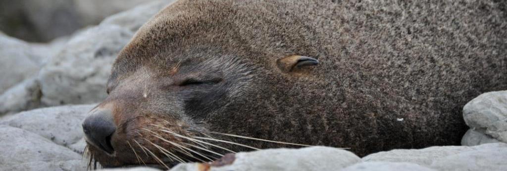 Nuova Zelanda: Kaikoura e le sue otarie