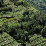 Cinque Terre: tra scaglie di mare e roventi muri d’orto