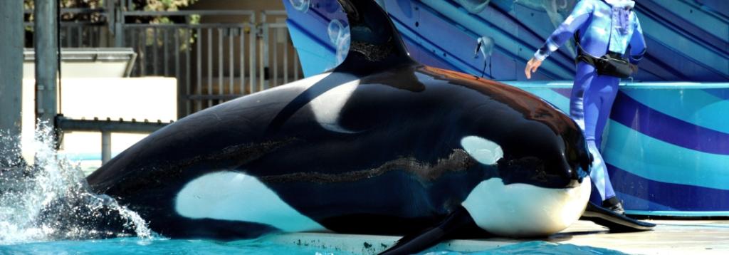 California: una giornata al Seaworld di San Diego