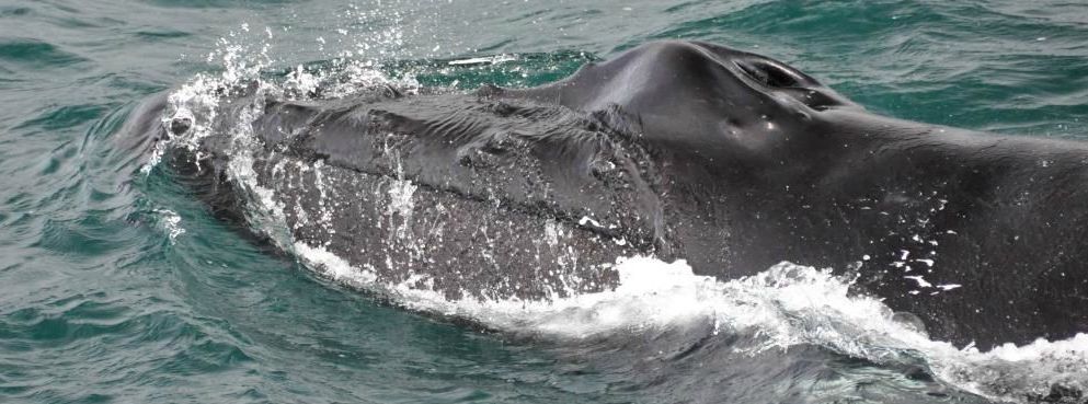 Dove vedere le balene in Islanda: Husavík e Dalvík